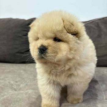 Čistokrvni chow-chow štenci