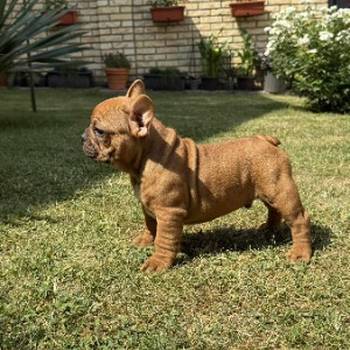 Francuski Bulldog Od Kuce Don