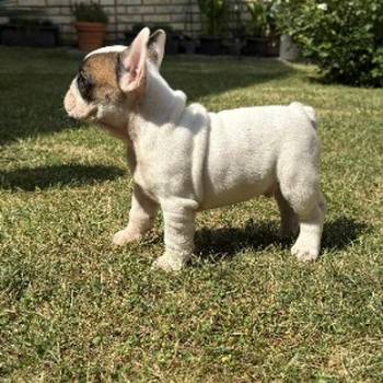 Francuski Bulldog Od Kuce Don