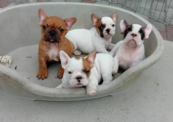 Francuski Bulldog Od Kuce Don