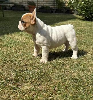 Francuski Bulldog Od Kuce Don