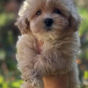 Maltipoo vrhunske genetike