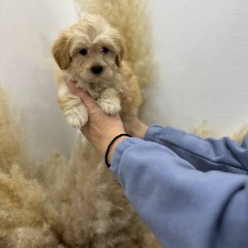 Maltipoo vrhunske genetike