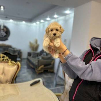 Maltipoo vrhunske genetike