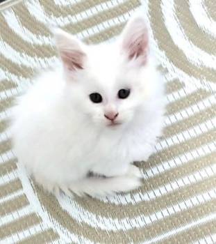 Maine Coon mačići