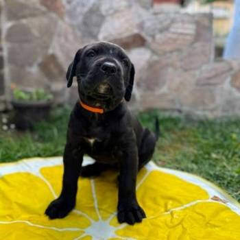 Cane Corso štenci