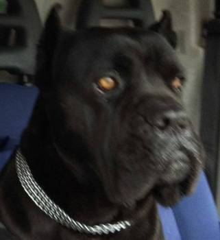 Cane Corso štenci