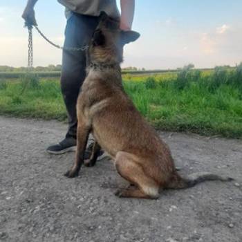 Belgijski ovcar Malinoa štenci