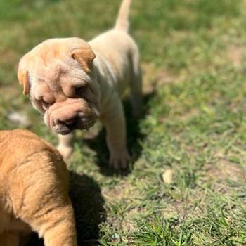 Shar pei – šar pej stenci