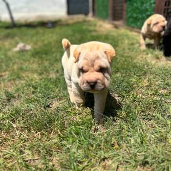 Shar pei – šar pej stenci