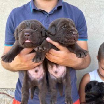 Labrador retriver, vrhunski čokoladni štenci
