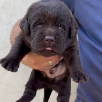 Labrador retriver, vrhunski čokoladni štenci