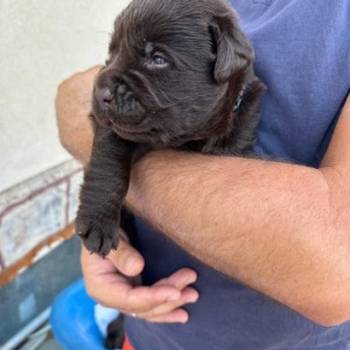 Labrador retriver, vrhunski čokoladni štenci