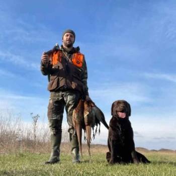 Labrador retriver, vrhunski čokoladni štenci