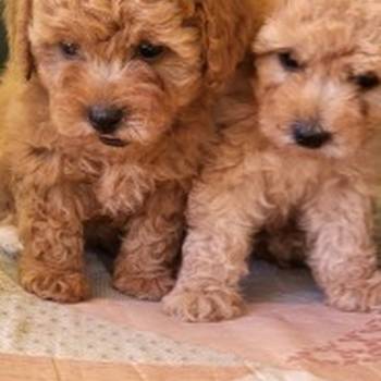Mini Maltipoo štenci