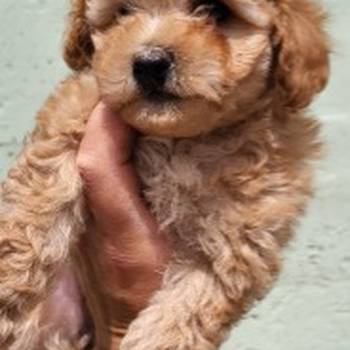 Mini Maltipoo štenci