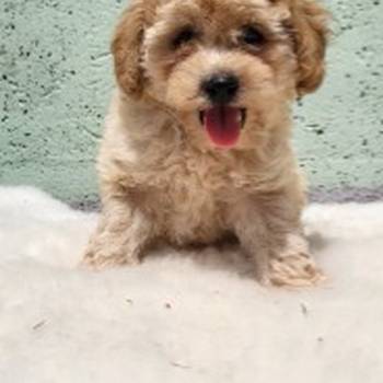 Mini Maltipoo štenci