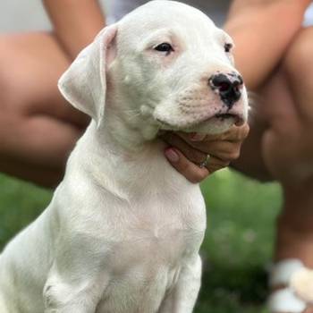 Dogo Argentino štenci