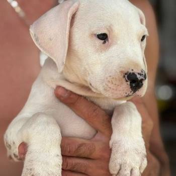 Dogo Argentino štenci