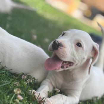 Dogo Argentino štenci