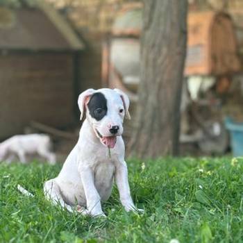 Dogo Argentino štenci
