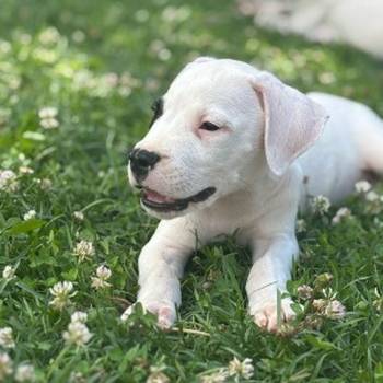 Dogo Argentino štenci