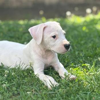 Dogo Argentino štenci
