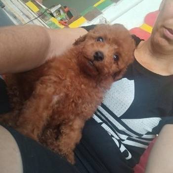 Crvena toy pudla