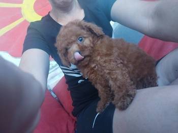 Crvena toy pudla