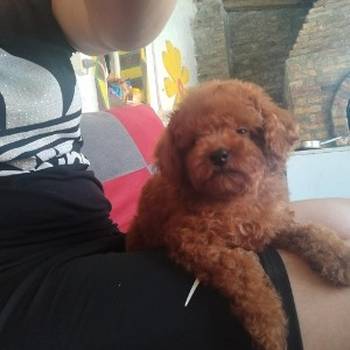 Crvena toy pudla