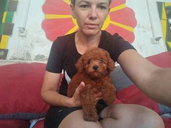 Crvena toy pudla
