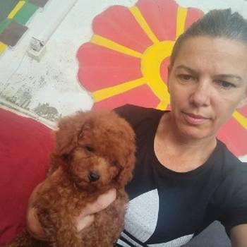 Crvena toy pudla