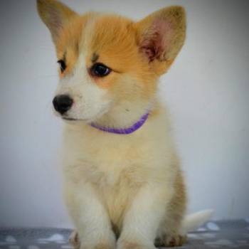 Velški Corgi Pembrok prelepi štenci