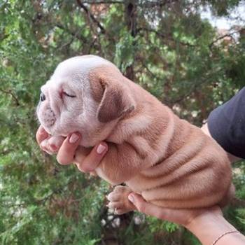 Engleski Buldog
