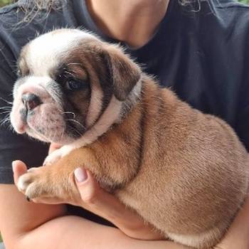 Engleski Buldog