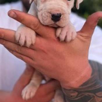 Argentinska doga ( Dogo Argentino )