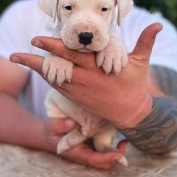 Argentinska doga ( Dogo Argentino )