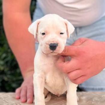 Argentinska doga ( Dogo Argentino )