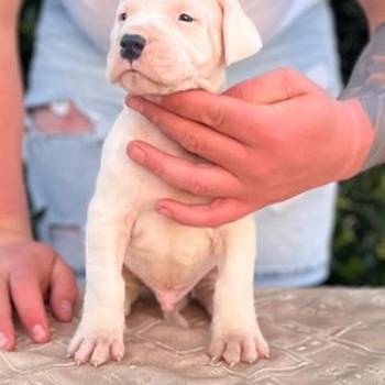 Argentinska doga ( Dogo Argentino )