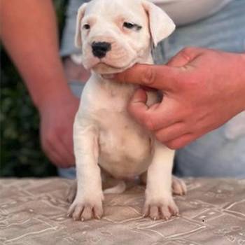 Argentinska doga ( Dogo Argentino )