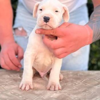 Argentinska doga ( Dogo Argentino )