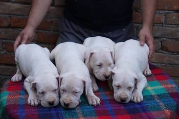 Dogo Argentino štenci