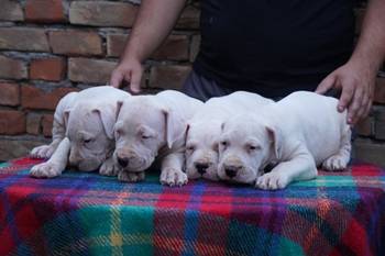 Dogo Argentino štenci