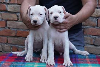 Dogo Argentino štenci
