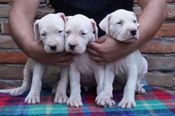 Dogo Argentino štenci