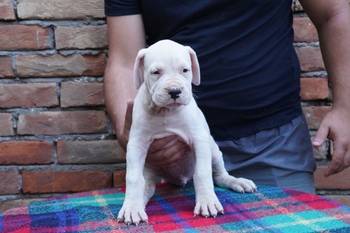 Dogo Argentino štenci
