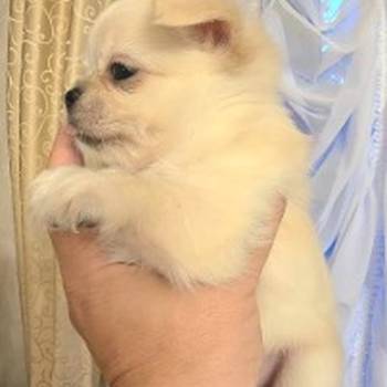 Čivava, prelepi mini štenci
