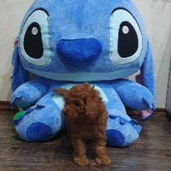 Toy/mini crvene pudle