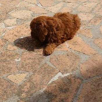 Toy/mini crvene pudle