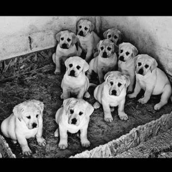 Labrador stenci